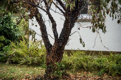 Korb: Laubverbrennung geht schief - Baum in Brand 